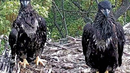 pair of eaglets sitting in a nest